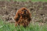 CAVALIER KING CHARLES 787
